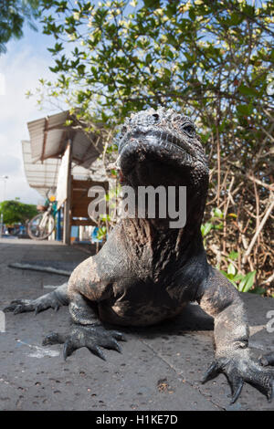 Marine Iguana, Amblyrhynchus Cristatus, Puerto Ayora, Santa Cruz Island, Galapagos, Ecuador Stockfoto