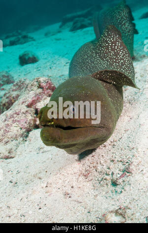 Gut entdeckt Moray, Gymnothorax Dovii, Baltra Insel, Galapagos, Ecuador Stockfoto