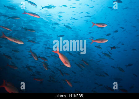 Fischschwarm des pazifischen Creolefish, Paranthias Kolonos, Bogen, Darwin Insel, Galapagos, Ecuador Stockfoto