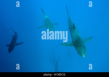 Seidige Haie, Carcharhinus Falciformis, Arch, Darwin Insel, Galapagos, Ecuador Stockfoto