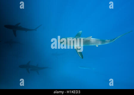 Seidige Haie, Carcharhinus Falciformis, Arch, Darwin Insel, Galapagos, Ecuador Stockfoto