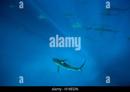 Seidige Haie, Carcharhinus Falciformis, Arch, Darwin Insel, Galapagos, Ecuador Stockfoto