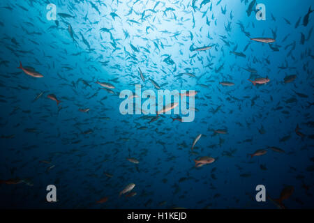 Fischschwarm von Pacific Creolefish Paranthias Kolonos, Wolf Island, Galapagos, Ecuador Stockfoto