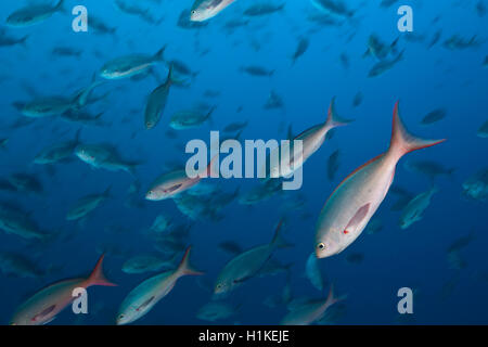 Fischschwarm von Pacific Creolefish Paranthias Kolonos, Wolf Island, Galapagos, Ecuador Stockfoto