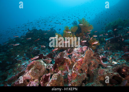 Fischschwarm des pazifischen Creolefish, Paranthias Kolonos, Punta Vicente Roca, Isabela Island, Galapagos, Ecuador Stockfoto