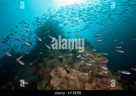 Fischschwarm des pazifischen Creolefish, Paranthias Kolonos, Punta Vicente Roca, Isabela Island, Galapagos, Ecuador Stockfoto