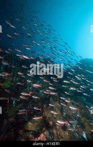 Fischschwarm des pazifischen Creolefish, Paranthias Kolonos, Punta Vicente Roca, Isabela Island, Galapagos, Ecuador Stockfoto