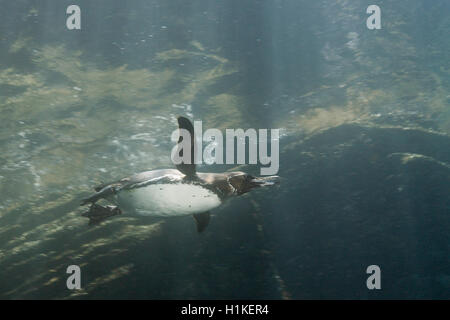 Galápagos-Pinguin, Spheniscus Mendiculus, Punta Vicente Roca, Isabela Island, Galapagos, Ecuador Stockfoto