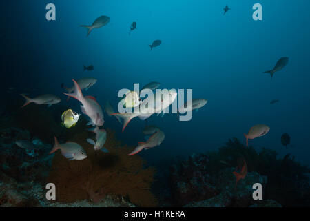 Barberfishes sauber Pazifik Creolefish, Johnrandallia Nigrirostris, Punta Vicente Roca, Isabela Island, Galapagos, Ecuador Stockfoto