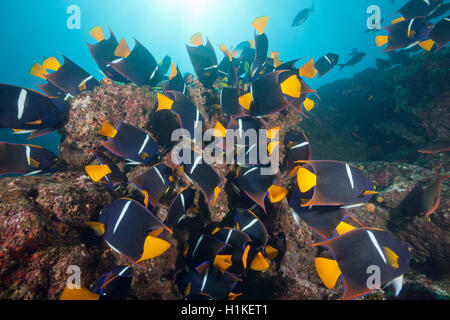 Fischschwarm von König Angelfish, Holacanthus Passer, Cabo Marshall, Isabela Island, Galapagos, Ecuador Stockfoto