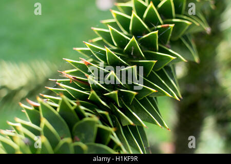 Monkey Puzzle Tree (Araucaria Araucana), Großaufnahme eines Zweiges. Stockfoto
