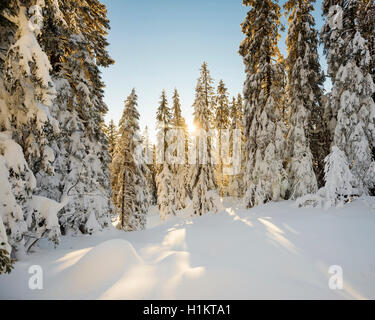 Sonne scheint durch Schnee Fichte fallen Bäume, Feldberg, Schwarzwald, Baden-Württemberg, Deutschland Stockfoto