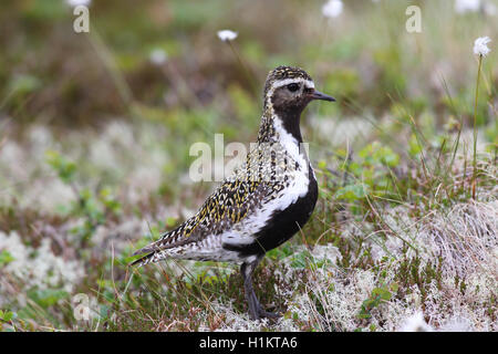 Goldregenpfeifer (Pluvialis apricaria) in der Tundra, tussock Wollgras (Eriphorum vaginatum), Lofoten, Norwegen Stockfoto