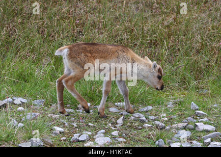 Rentiere (Rangifer tarandus) Kalb in der Tundra, Lappland, Norwegen Stockfoto