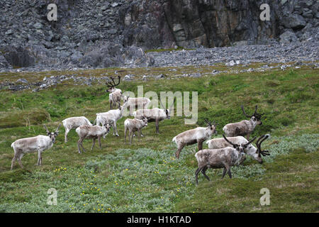 Rentiere (Rangifer tarandus) Herde in der Tundra, Lappland, Norwegen Stockfoto