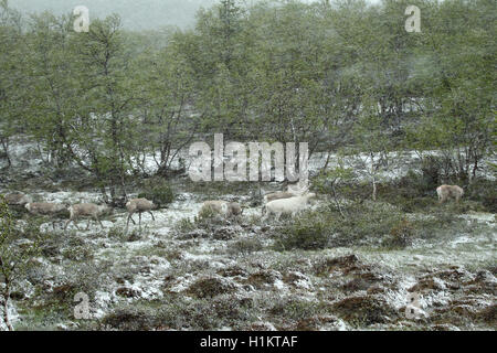 Rentiere (Rangifer tarandus) Herde in Schneeverfrachtung, Tundra, Lappland, Norwegen Stockfoto