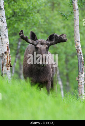 Elch (Alces alces), Stier mit Samt, Lappland, Norwegen Stockfoto