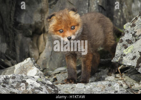 Red Fox (Vulpes vulpes), Cub zwischen Felsen, Tundra, Küstenregion, Lappland, Norwegen Stockfoto