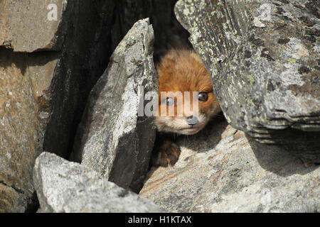 Red Fox (Vulpes vulpes), Cub, durch Felsen, Tundra, Küstenregion, Lappland, Norwegen Stockfoto