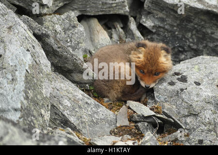 Red Fox (Vulpes vulpes), Cub, eingebettet zwischen Felsen, Tundra, Küstenregion, Lappland, Norwegen Stockfoto