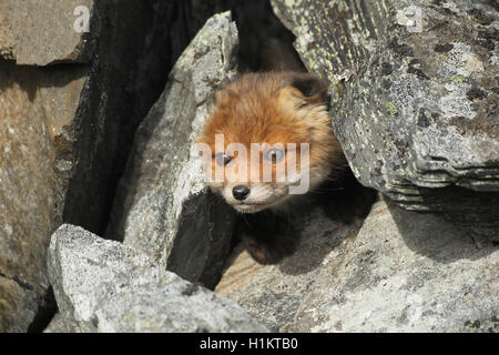 Red Fox (Vulpes vulpes), Cub, durch Felsen, Tundra, Küstenregion, Lappland, Norwegen Stockfoto