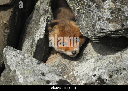 Red Fox (Vulpes vulpes), Cub, durch Felsen, Tundra, Küstenregion, Lappland, Norwegen Stockfoto