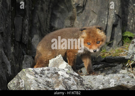 Red Fox (Vulpes vulpes), Cub zwischen Felsen, Tundra, Küstenregion, Lappland, Norwegen Stockfoto