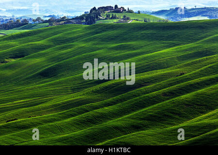 Hügelige Landschaft, Getreidefelder und Bauernhaus, Asciano, Crete Senesi, Provinz Siena, Toskana, Italien Stockfoto