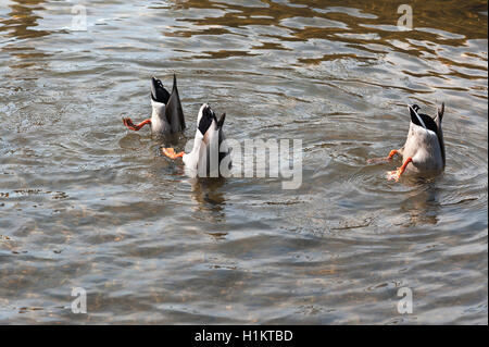 Drei Stockenten oder wilde Enten (Anas platyrhynchos) plantschen, Kopf unter Wasser, Schleswig-Holstein, Deutschland Stockfoto