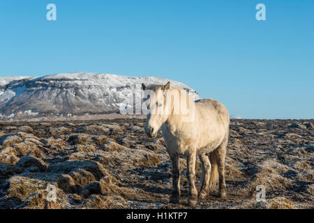 Isländische Pferd (Equus przewalskii f. caballus), Region Süd, Island Stockfoto