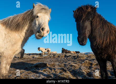 Zwei Isländische Pferde (Equus przewalskii f. caballus), Portrait, Region Süd, Island Stockfoto