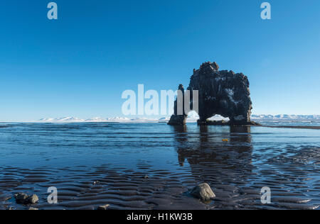 Hvítserkur, Elephant Rock auf Lava Strand, Natürlicher Basalt Rock Formation, nordwestlichen Region, Island Stockfoto