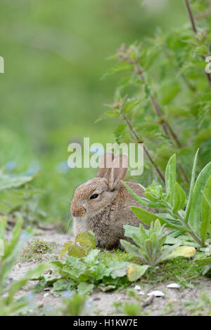 Europäische Kaninchen (Oryctolagus cuniculus), juvenile, Norderney, Ostfriesische Inseln, Niedersachsen, Deutschland Stockfoto