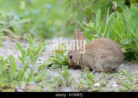Europäische Kaninchen (Oryctolagus cuniculus), juvenile, Norderney, Ostfriesische Inseln, Niedersachsen, Deutschland Stockfoto
