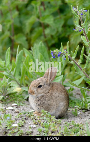Europäische Kaninchen (Oryctolagus cuniculus), juvenile, Norderney, Ostfriesische Inseln, Niedersachsen, Deutschland Stockfoto