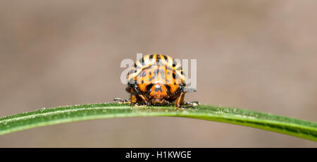 Kartoffelkäfer (Leptinotarsa ​​Decemlineata) auf einem Blatt, Niedersachsen, Deutschland Stockfoto