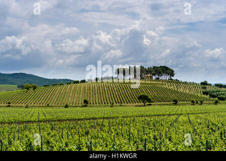 Typische grüne Toskana Landschaft mit Hügeln, Weinbergen, Pinien, Bauern Haus und Blau, bewölkter Himmel, Castiglione di Pescaia Stockfoto