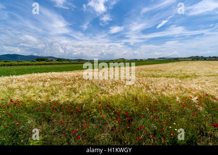 Typische Grün der toskanischen Landschaft mit Hügeln, Weinbergen, Mohn, Getreide Feld, Bauernhaus und Blau, bewölkter Himmel Stockfoto