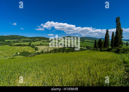 Typische Grün der toskanischen Landschaft im Val d'Orcia mit Hügeln, Bäumen, Getreidefelder, Zypressen und blauen bewölkten Himmel, La Foce, Toskana Stockfoto