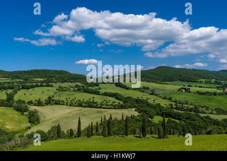 Typische Grün der toskanischen Landschaft im Val d'Orcia mit Hügeln, Bäumen, Getreidefelder, Zypressen und blauen bewölkten Himmel, La Foce, Toskana Stockfoto