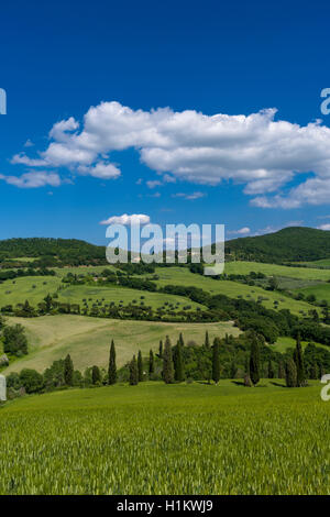 Typische Grün der toskanischen Landschaft im Val d'Orcia mit Hügeln, Bäumen, Getreidefelder, Zypressen und blauen bewölkten Himmel, La Foce, Toskana Stockfoto