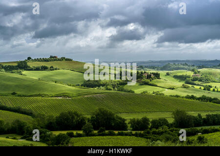 Typische Grün der toskanischen Landschaft im Val d'Orcia mit Hügel, Felder, Bäume, Weinbergen, Olivenplantagen und bewölkter Himmel Stockfoto