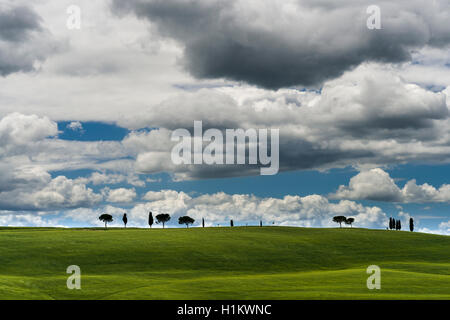 Typische Grün der toskanischen Landschaft im Val d'Orcia mit Feldern, Pinien, Zypressen und Blau, bewölkter Himmel, San Quirico d'Orcia Stockfoto