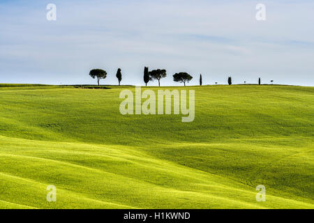 Typische Grün der toskanischen Landschaft im Val d'Orcia mit Feldern, Pinien, Zypressen und Blau, bewölkter Himmel, San Quirico d'Orcia Stockfoto