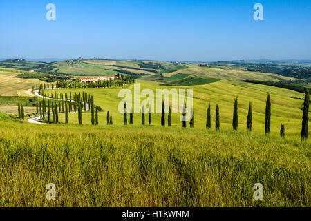 Typische Grün der toskanischen Landschaft im Val d'Orcia, Bauernhof auf einem Hügel, kurvenreiche Straße, Felder, Zypressen und blauer Himmel, Siena, Toskana Stockfoto