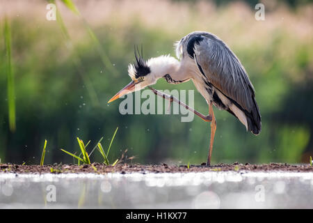 Graureiher (Ardea cinerea), Putzen, Nationalpark Kiskunság, Ungarn Stockfoto