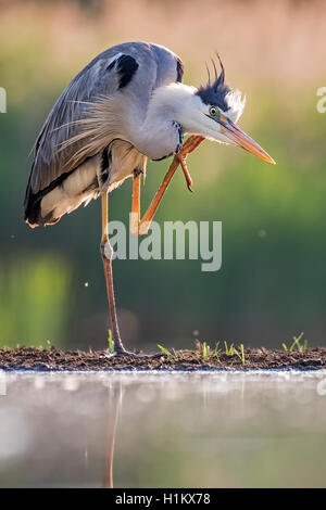 Graureiher (Ardea cinerea), Putzen, Nationalpark Kiskunság, Ungarn Stockfoto