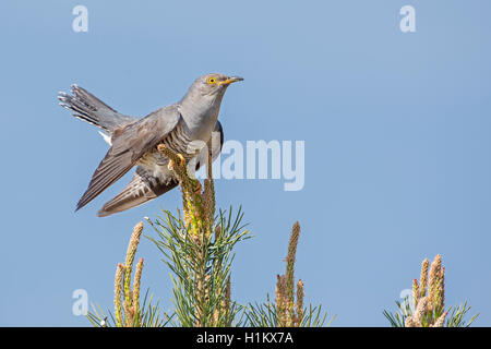 Gemeinsame Kuckuck (Cuculus canorus), Biosphärenreservat Mittlere Elbe, Sachsen-Anhalt, Deutschland Stockfoto