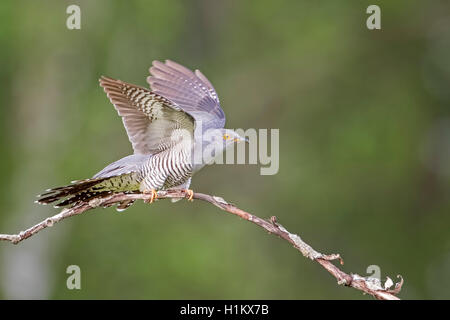 Gemeinsame Kuckuck (Cuculus canorus), schlagenden Flügeln, Biosphärenreservat Mittlere Elbe, Sachsen-Anhalt, Deutschland Stockfoto