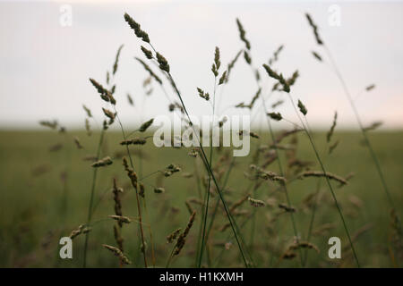 Landschaft-Gräser in der Sommerbrise Jane Ann Butler Fotografie JABP1276 Stockfoto